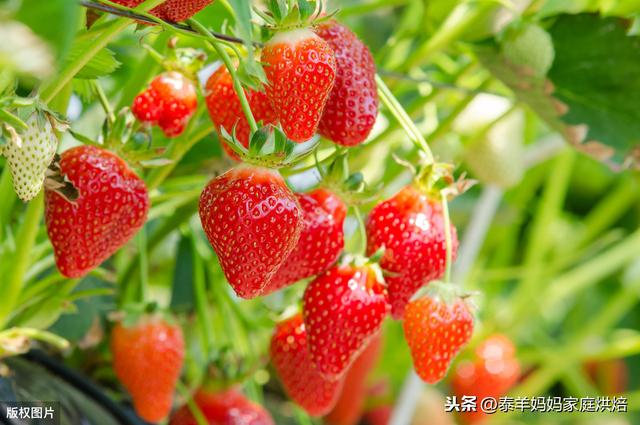 草莓怎麼辨别打過激素（打了激素的草莓怎麼區分）3