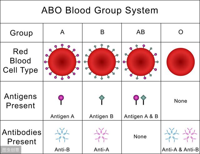 ab血型人為什麼那麼少（問個問題血型為什麼是ABO）1