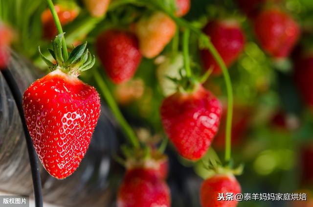 草莓怎麼辨别打過激素（打了激素的草莓怎麼區分）1