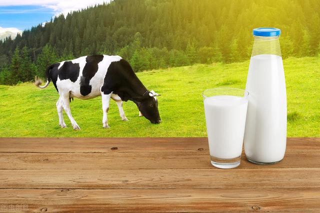 國産牛奶和進口牛奶區别（國産牛奶被爆黑幕）5