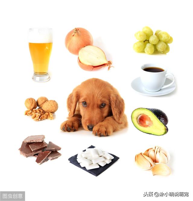 狗狗吃了木糖醇要觀察多久（千萬不要讓狗狗碰木糖醇）1