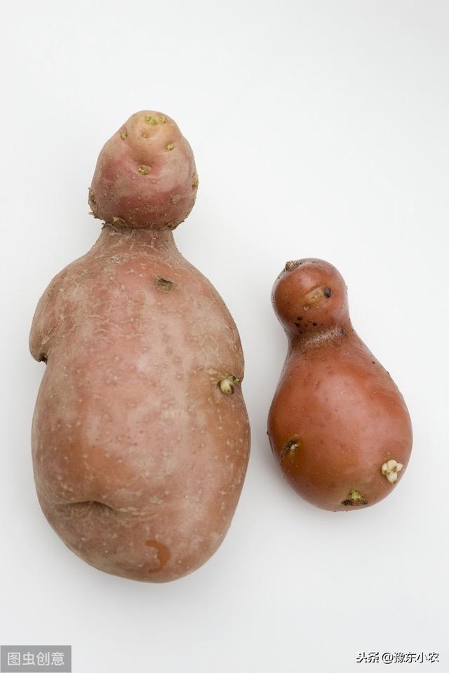 馬鈴薯用什麼鈣肥（馬鈴薯要高産不但要施好三大元素肥）5