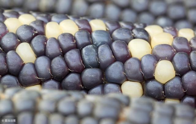 國内種植的玉米是轉基因嗎（黑玉米是轉基因嗎）1