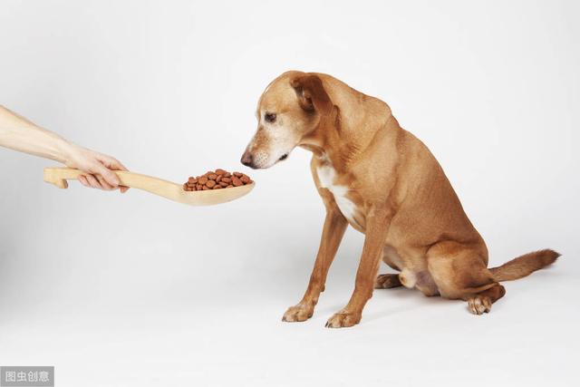 兩個月狗狗可以吃哪些食物（這才是對它們有益的蔬菜水果）1