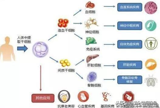 人體存在哪些幹細胞的作用（幹細胞與人體8大系統的關系）6