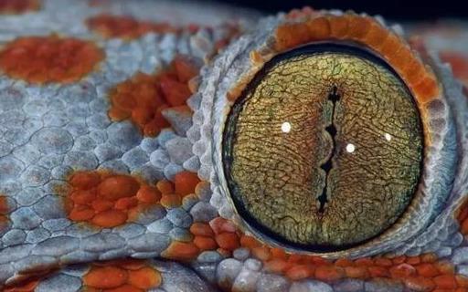 爬蟲的線描畫（Reptileeyes爬蟲的瞳之美）1