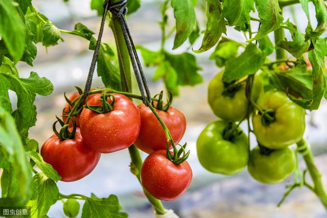 西紅柿的種植和管理方法（西紅柿的常見種植技術與管理工作）1