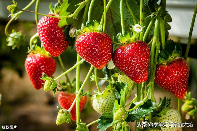 草莓怎麼辨别打過激素（打了激素的草莓怎麼區分）5