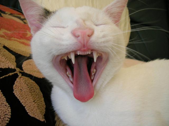 貓咪口炎一定會傳染嗎（貓口炎就是口腔炎症）(3)