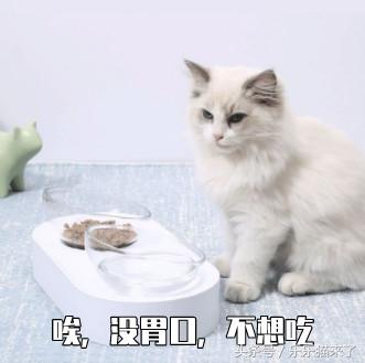 貓是不是都不愛吃貓糧（怎麼我家主子突然就不愛吃貓糧了）3