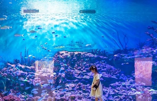 上海哪個海洋館最值得去（上海交通最便捷的海洋館）2