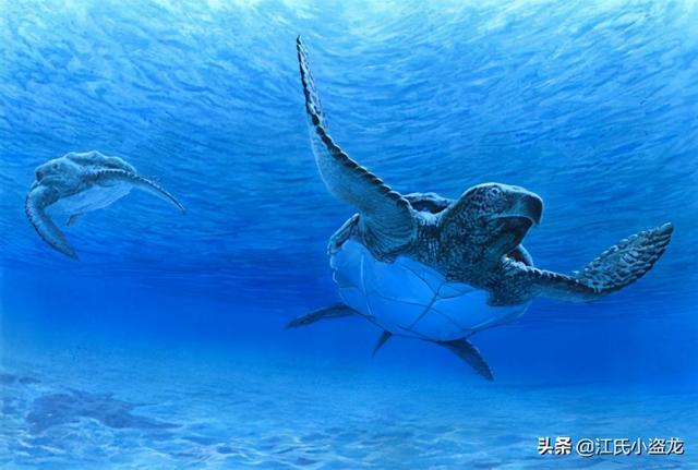 世界上體型最大的海龜是什麼龜（背殼能停小汽車的遠古巨龜）9