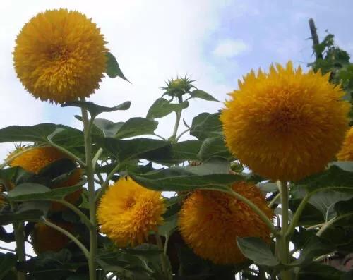 重瓣太陽花的類型（重瓣向日葵欣賞）8