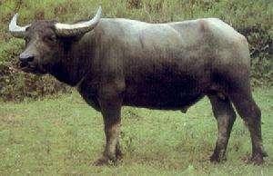 世界上體型小的牛（世界上最大的牛）3