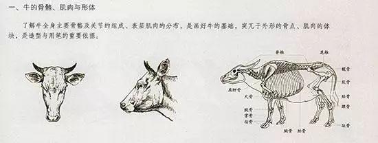 牛的國畫筆法（國畫教程牛的畫法）1