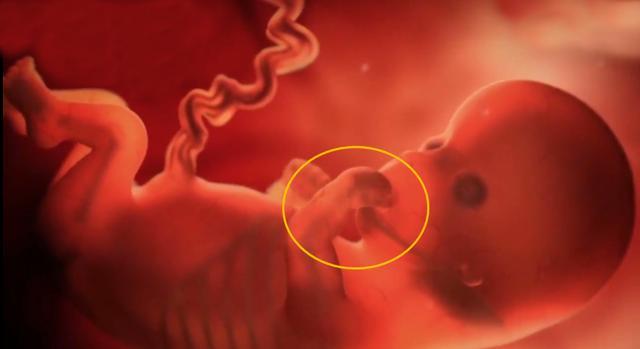 懷孕16周有胎動是什麼樣子的（胎動最早什麼時候出現）5