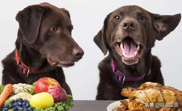 狗狗可以吃西番蓮嗎（常見的水果蔬菜哪些是狗狗可以吃哪些又是不可以吃的）5