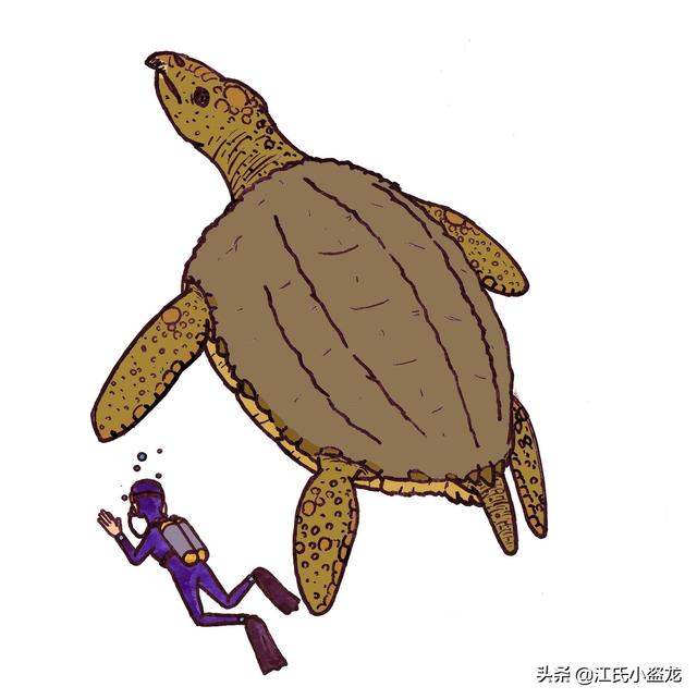 世界上體型最大的海龜是什麼龜（背殼能停小汽車的遠古巨龜）4