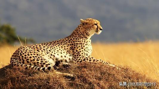獵豹是世界速度最快的動物嗎（世界上速度最快的陸地動物）1