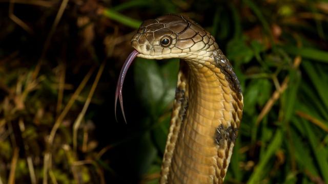 最危險的10種毒蛇（10種最緻命的毒蛇）9