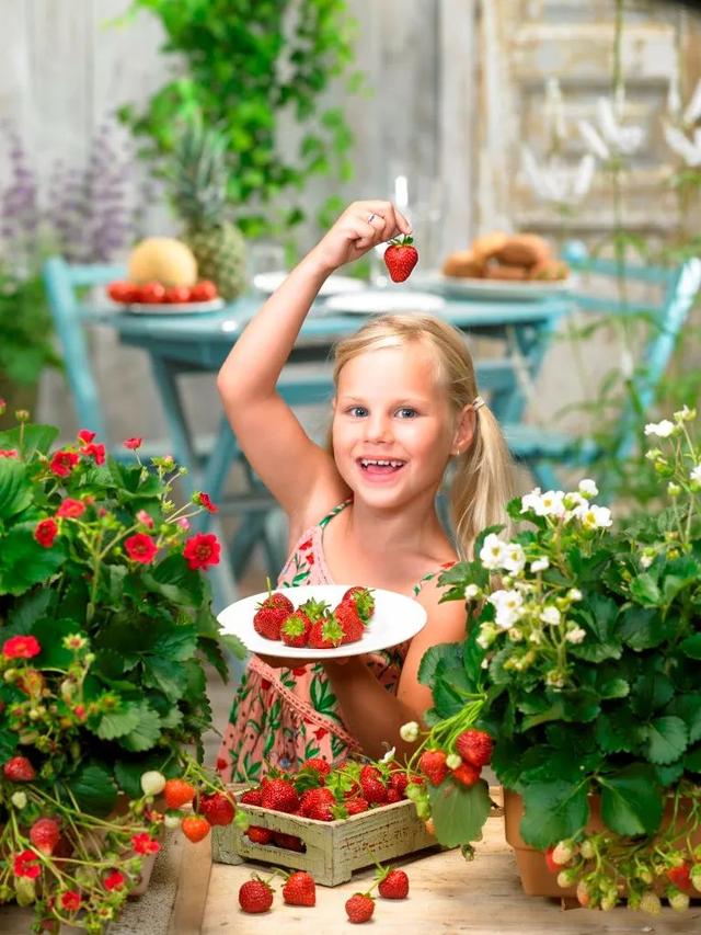 适合家庭種的草莓品種（5種真正的家庭盆栽草莓品種）9