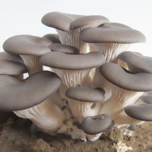 蘑菇種植技術與管理方法（一文開啟你的蘑菇種植路）11