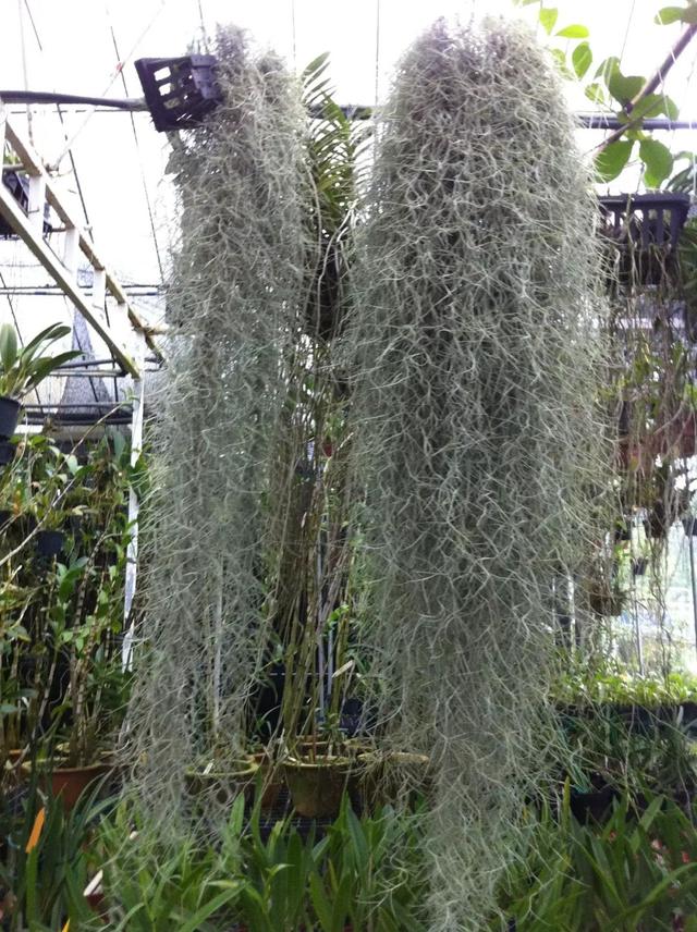 非常奇特的小植物（有繩子懸挂在空中就能生長）2