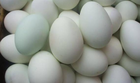 好吃的鴨蛋做法大全（鴨蛋的五種做法）1