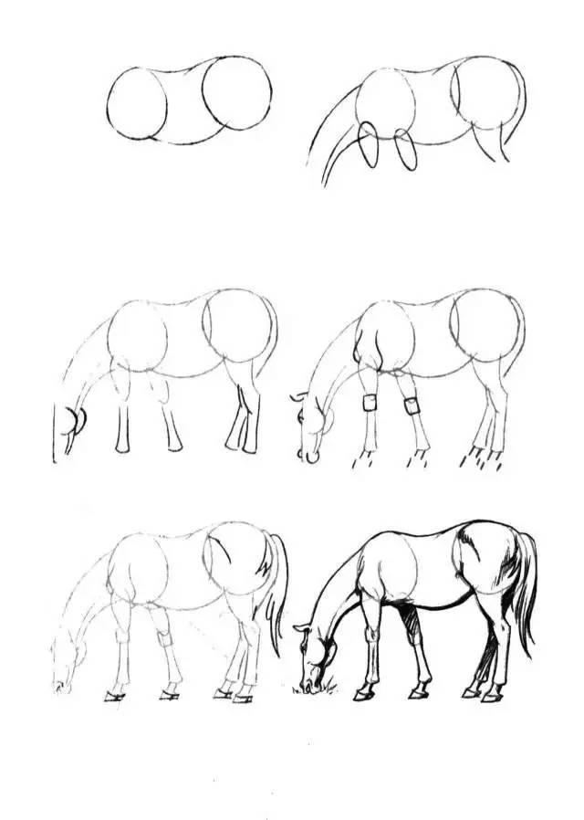 怎麼畫馬最簡單最好看帥氣（幹貨不會畫馬教你40種馬的結構畫法）20