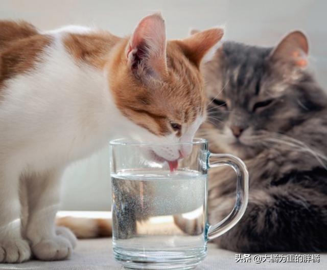 貓咪不吃不喝能喝水嗎（貓咪不能喝生水）6