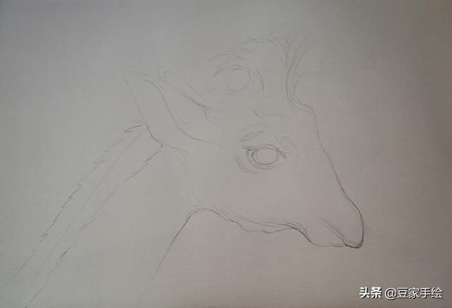 怎麼畫超級簡單的長頸鹿（手把手教你畫黑白長頸鹿）2