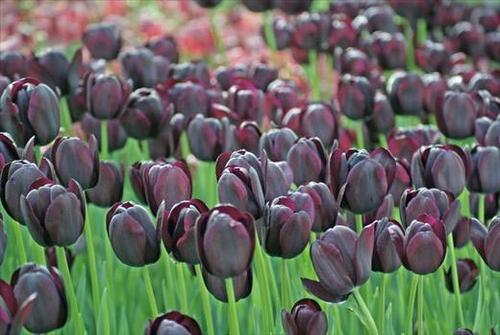 世界上為什麼沒有純黑色的花（罕見的12種黑色花）7