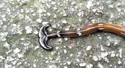 銀環蛇生活習性有哪些（俗稱天蛇的長蟲-笄蛭渦蟲你見過嗎）3