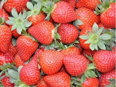 草莓的種植方法和管理技能（草莓種植技術及日常管理）3