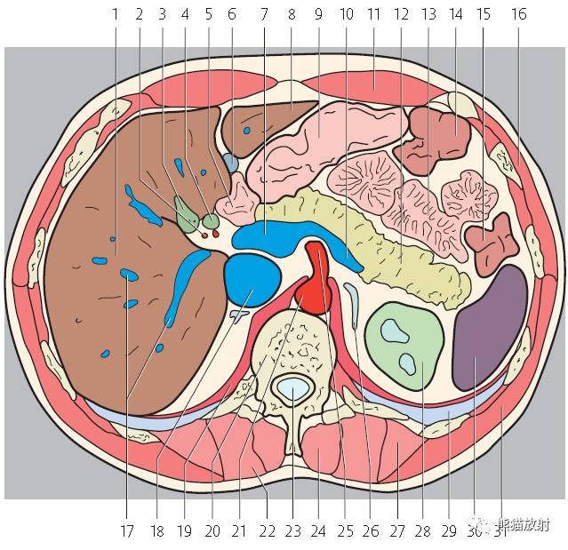 肝總管ct解剖位置（收藏上腹部CT斷層）21