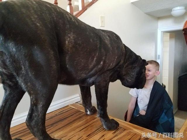 世界上最大的狗體重300多公斤（世界上最大的小狗已經超過六英尺高）5
