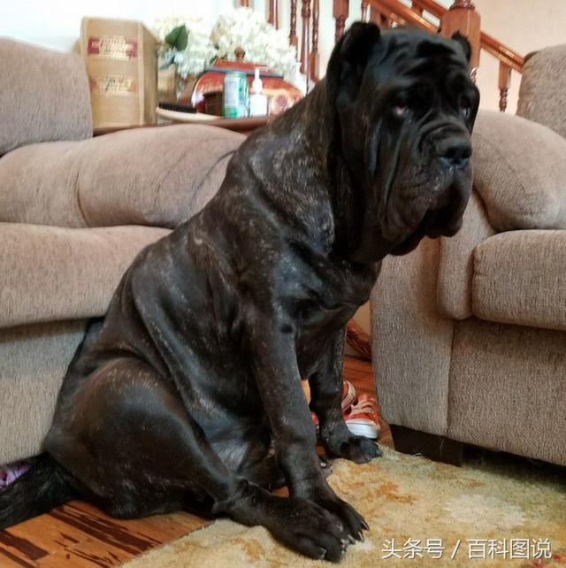 世界上最大的狗體重300多公斤（世界上最大的小狗已經超過六英尺高）1