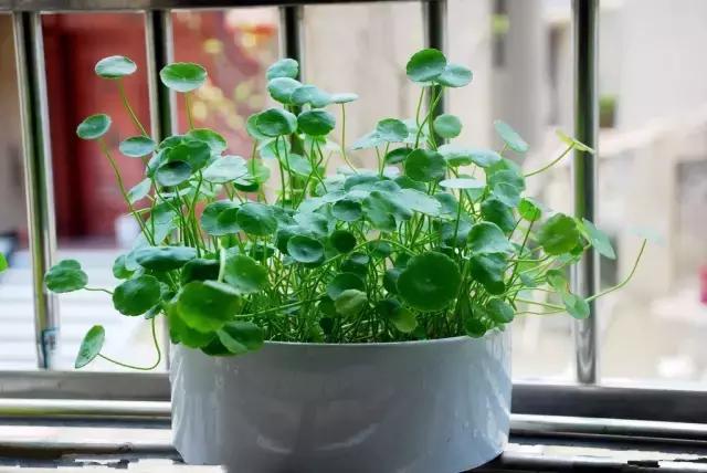 辦公桌上綠色植物擺放風水（辦公室别擺錯植物風水了）(1)