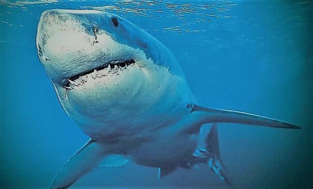 海豚為何不怕鲨魚（鲨魚為什麼怕海豚）1