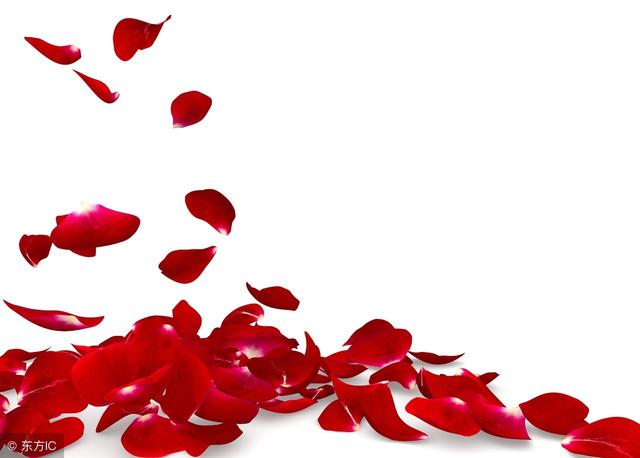 你知道玫瑰花的花語是什麼嗎（不同的數量代表不同的愛）5