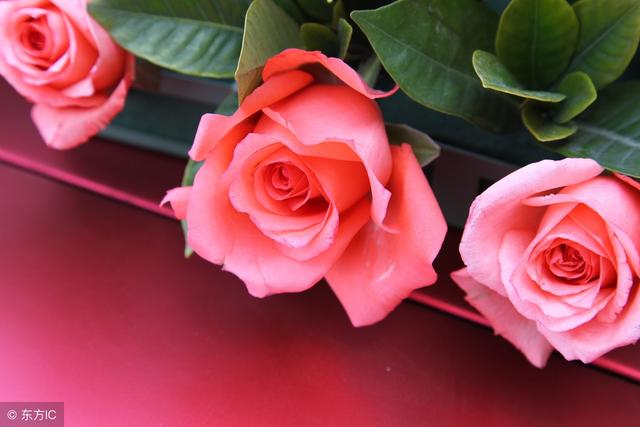 你知道玫瑰花的花語是什麼嗎（不同的數量代表不同的愛）8
