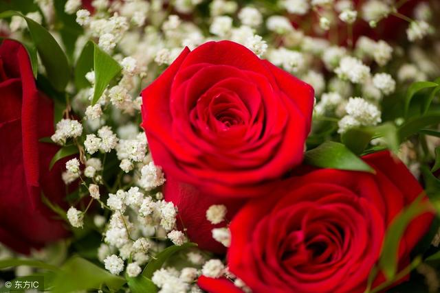 你知道玫瑰花的花語是什麼嗎（不同的數量代表不同的愛）10