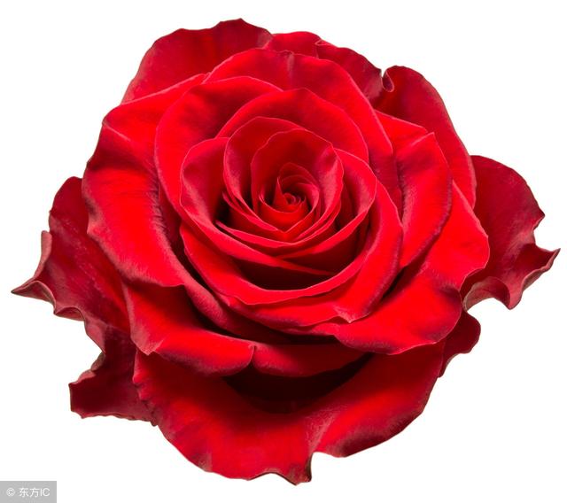 你知道玫瑰花的花語是什麼嗎（不同的數量代表不同的愛）12