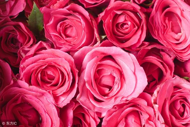 你知道玫瑰花的花語是什麼嗎（不同的數量代表不同的愛）17