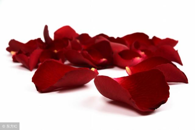 你知道玫瑰花的花語是什麼嗎（不同的數量代表不同的愛）19