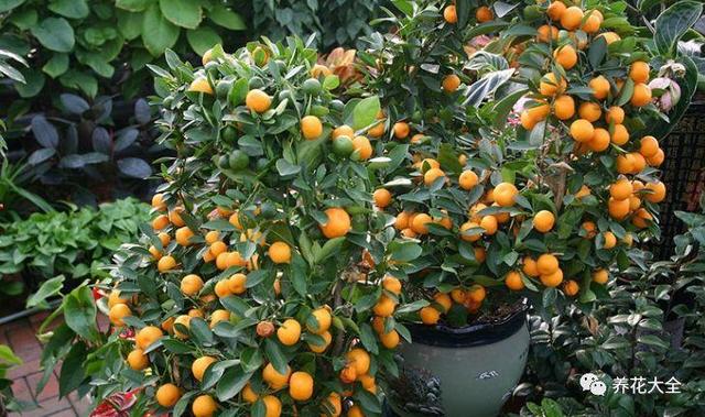 如何種好檸檬樹（在家種一棵檸檬樹）20