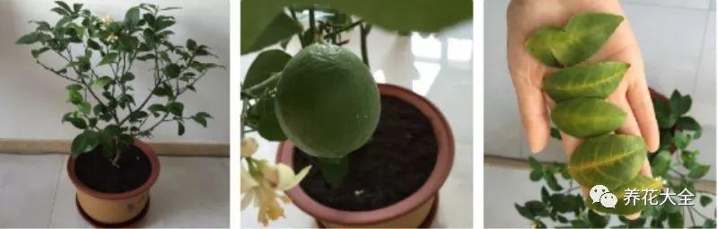 如何種好檸檬樹（在家種一棵檸檬樹）5
