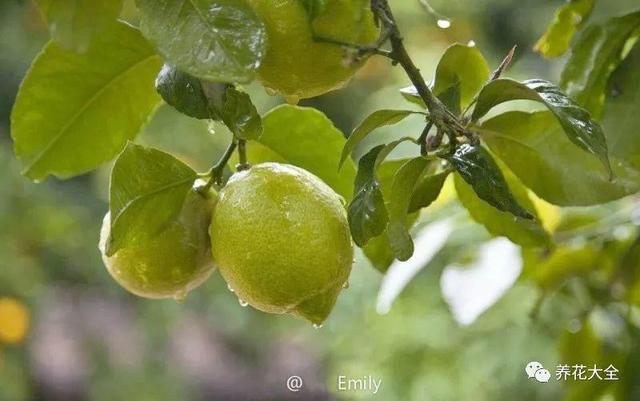 如何種好檸檬樹（在家種一棵檸檬樹）1