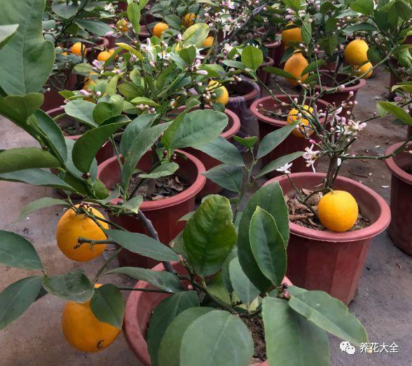 如何種好檸檬樹（在家種一棵檸檬樹）3