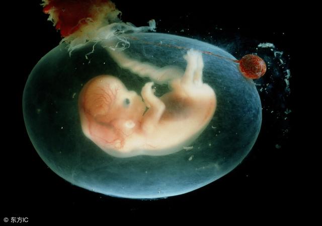 孕40周b超參考标準數據（0-40周胎兒B超數值對比）5